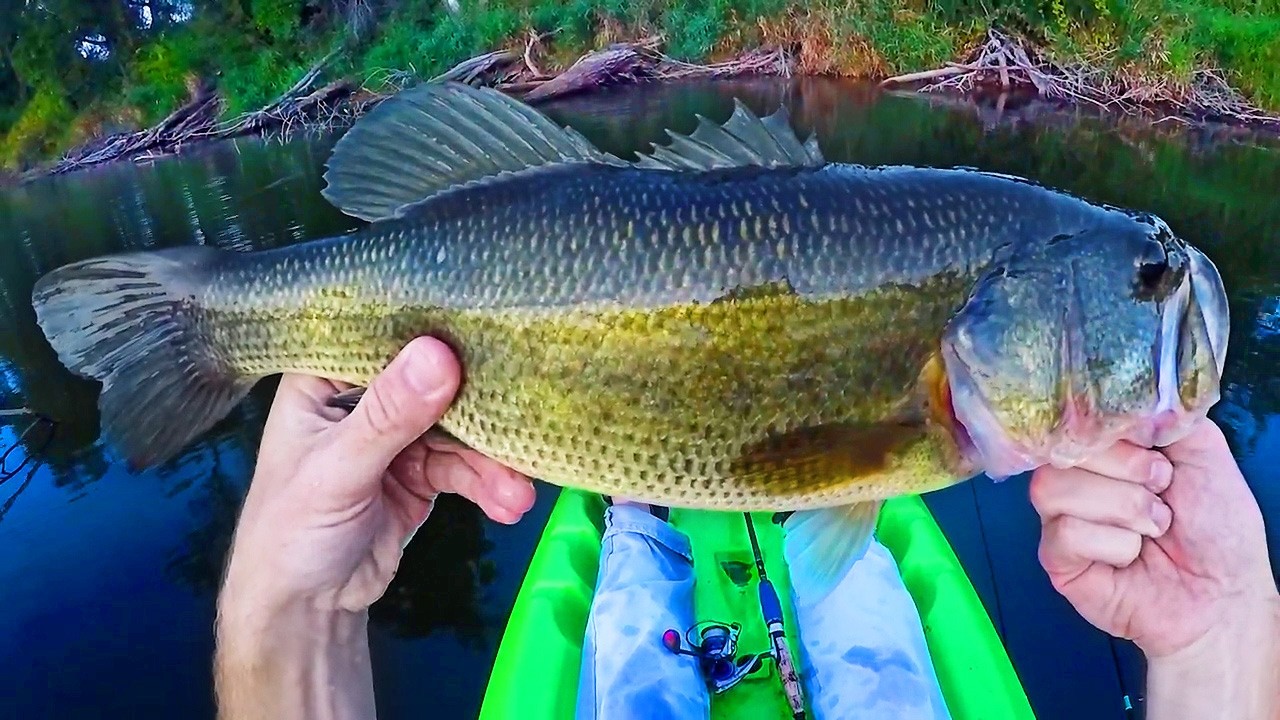 Fall Bass Fishing (September Bass Fishing for GIANT Midwest BASS)