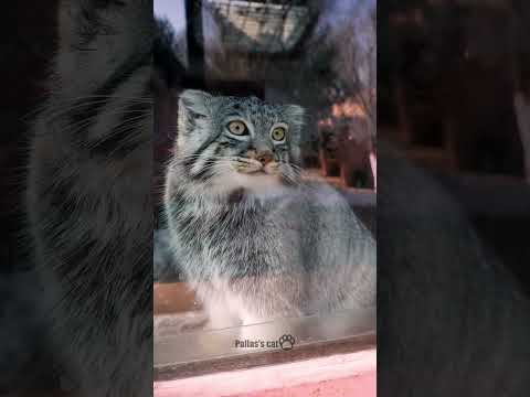 Pallas's cat #manul