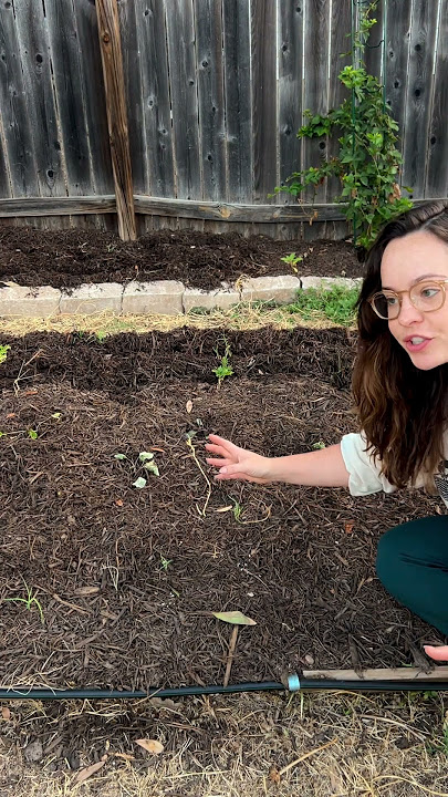 Another garden tour from an 🌱expert🌱 gardener #garden #gardening #gardendesign #growyourownfood