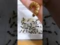 アリの巣にジャイアントミルワーム入れた結果