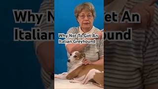 Reasons Why You Might Not Want To Get An Italian Greyhound