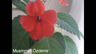 🌺 Kurban Olam Anam / Anneler Günü 🌺M.musi̇c 2026
