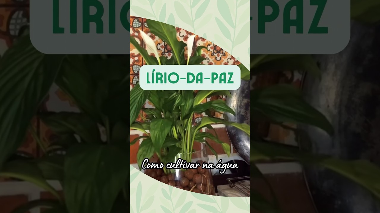 LÍRIO-DA-PAZ: cultivo na água! 💚