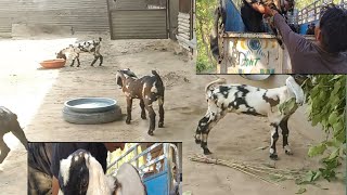 Small goats sold at Sirmour Goat Farm! #SmallGoats #SirmourGoatFarm #viralvideo #viral #trending