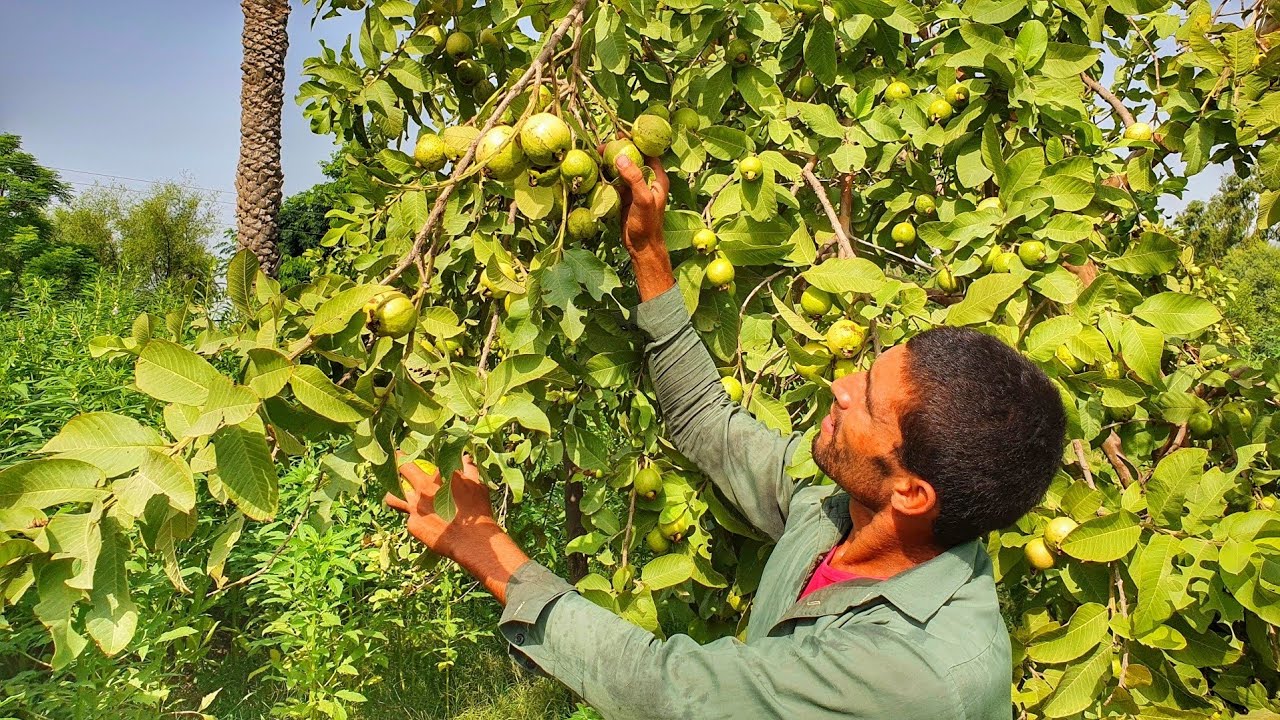 Beauty Of Pak Guava Tasty Fruits In Punjab Pakistan Village Life