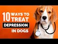 10 Scientific Ways to Treat Depression in Dogs