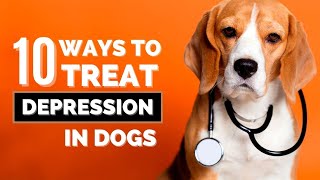 10 Scientific Ways to Treat Depression in Dogs