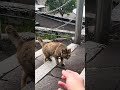 cat on the stairs #efeklosestreakmainmobilelegends