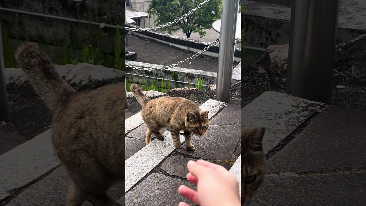 cat on the stairs #efeklosestreakmainmobilelegends