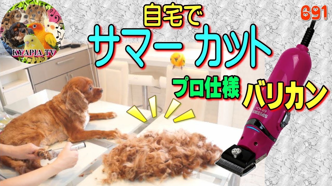 気持ちいい映像 キャバリア犬 自宅でサマーカット トリミング早送り動画691 Cavalier King Charles Spaniel Youtube