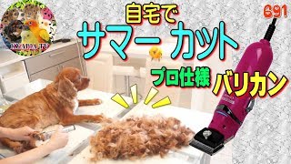 気持ちいい映像 キャバリア犬・自宅でサマーカット・トリミング早送り動画691｜Cavalier King Charles Spaniel