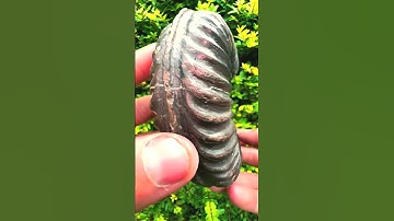 Here’s an outstanding lower lias ammonite fossil! 😍🦕 The intricate details are truly something to