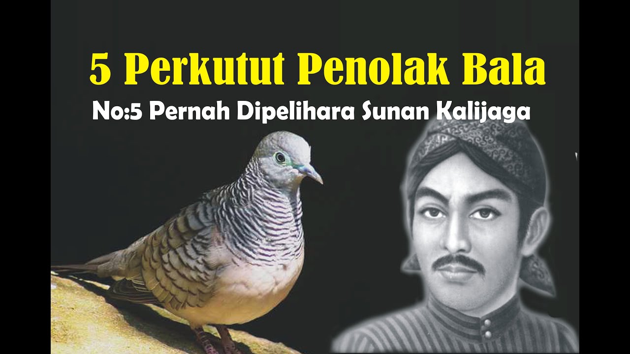 5 PERKUTUT PENOLAK BALA || Nomer 5 Pernah Dipelihara Oleh Sunan Kalijaga ||