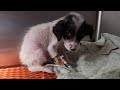 Angel's rescue story. A puppy  found sick and scared next to his dead brother.