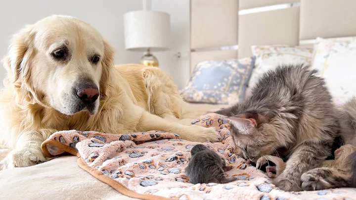 Golden Retriever Reacts to Mother Cat Feeding Newborn Kittens for the First Time