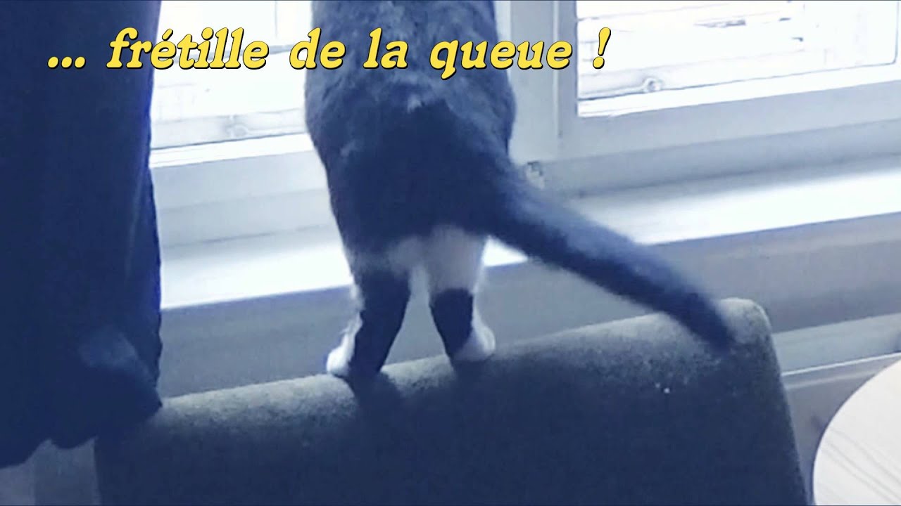 Minou Kouki Fretille De La Queue Youtube