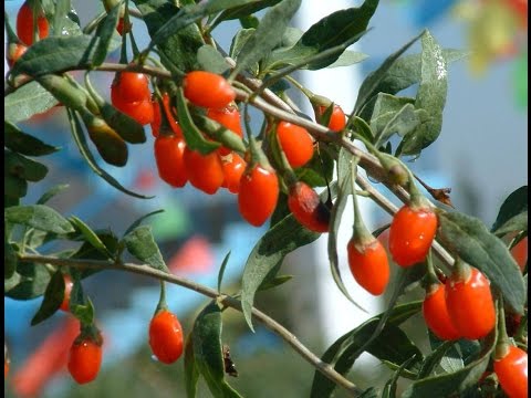 Vidéo: A Quoi Ressemble La Baie De Goji Naturelle ?