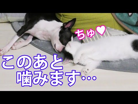寝てる犬を噛んでみたドッキリをします！【フレブル・ボステリ・子猫】