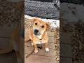 Adorable Jumba is waiting for his forever family at SPCA Westchester🥰❤️