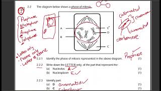Grade 10 Mitosis Exam Question | Cell Division| Phases of Mitosis | Past Exam question| Term 4