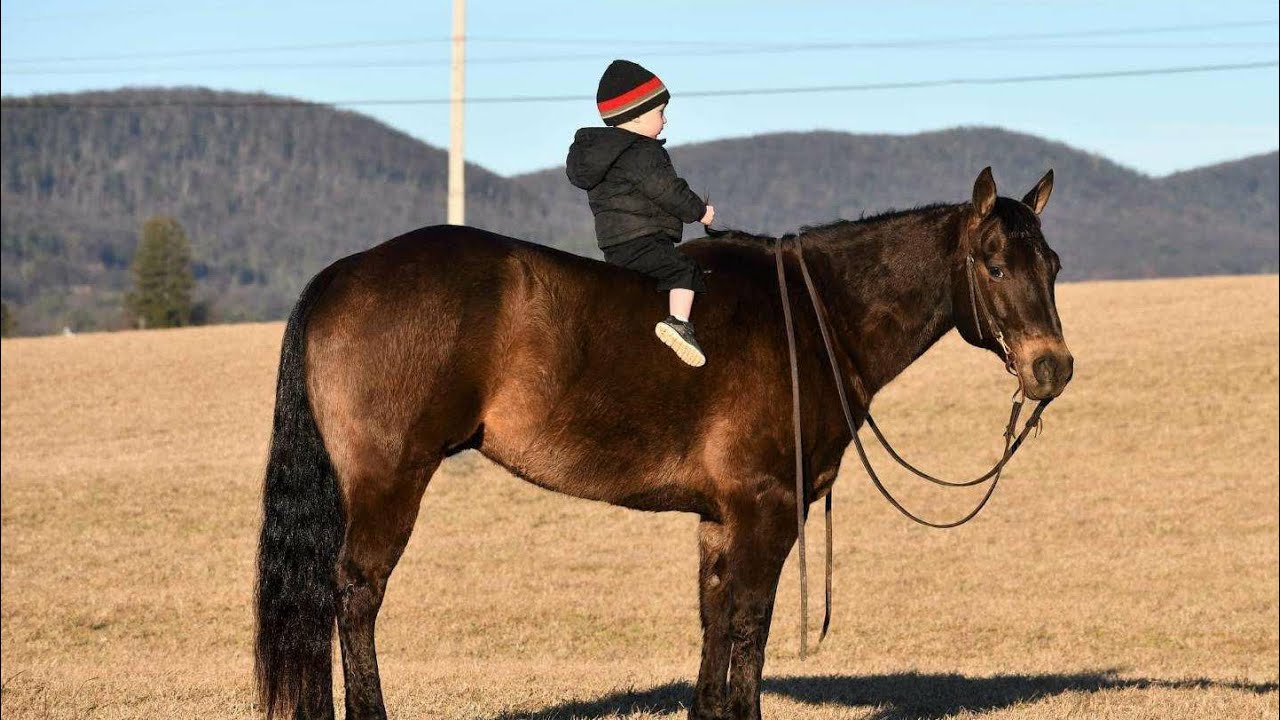 Fl Rizzo Rizzo, registered quarter horse gelding. Horsebid - YouTube