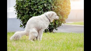Top 4 Home Remedies for Dog Constipation (Safe, Natural and Effective)