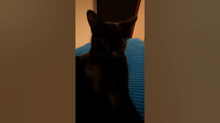 Video 11456081: maine coon purrs, maine coon mix, maine coon growing, mixed breed