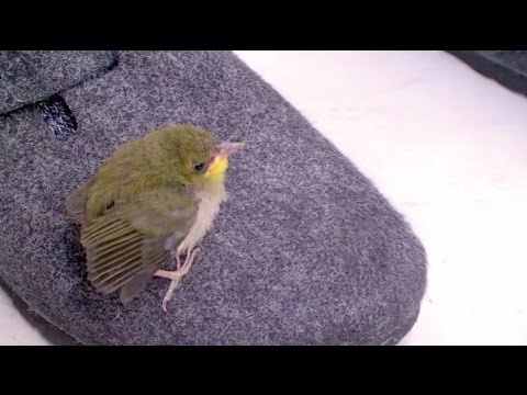 飼い方 メジロ 野鳥類の選択と基本飼育