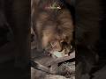 子守りは俺流!旭山動物園ライオン💝Lion Dad Meets His Cubs for the First Time! #shorts #lion #baby