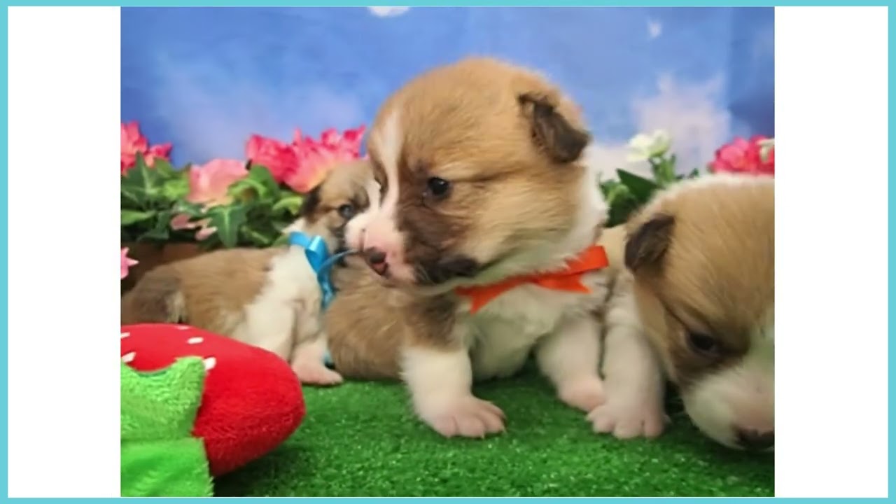 ウェルシュ・コーギー・ペンブロークの子犬（メス♀） 相模原店