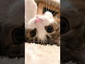 Cats being cats | Funny cats, dogs and animals ep15 #cat #funnycats #catvideos