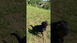 Ягдтерьер Руна И Бревно Кидаем Палку