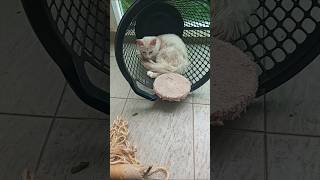 Cats & kittens are 735 & 652 & 551 & 534 &486 & 410 & 295 & 257 & 157 &27&12&6&317 &251 &149 &115