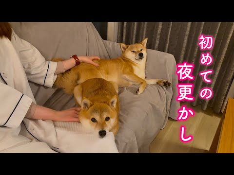 初めての箱根旅行でママと夜中まで映画を観て夜更かしする柴犬が可愛い