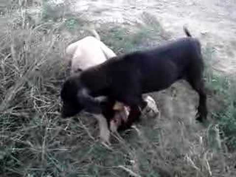Vídeo: Com Aturar Amb Seguretat Una Baralla De Gossos Com Evitar Una Baralla De Gossos