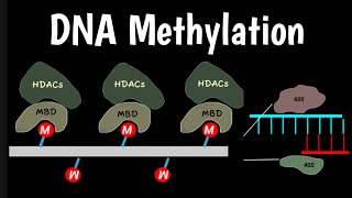 Famous DNA Methylation | DNA Methylation In Gene Silencing | Histone Modification | Wealth