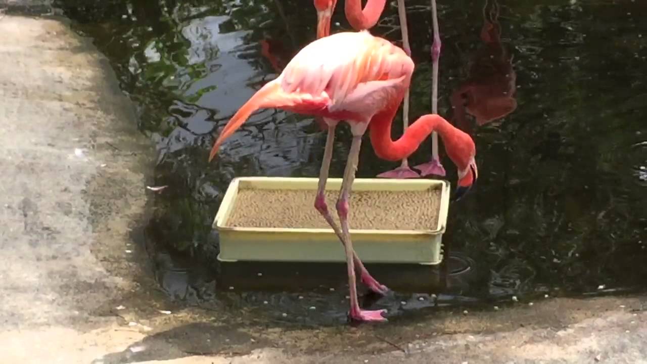 3月19日の記念日 誕生石 誕生花 誕生酒 雑学等のまとめ