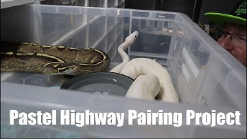 Pastel Highway Breeding Commences and 5 other Ball Python Pairings
