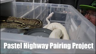 Celebrity Pastel Highway Breeding Commences and 5 other Ball Python Pairings Wealth