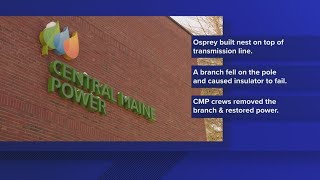 Osprey causes power outage for thousands in Hancock County, CMP says
