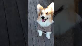 Highland Dog Coat