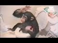 Monkey uses the toilet like a human Monkey uses the toilet like a human