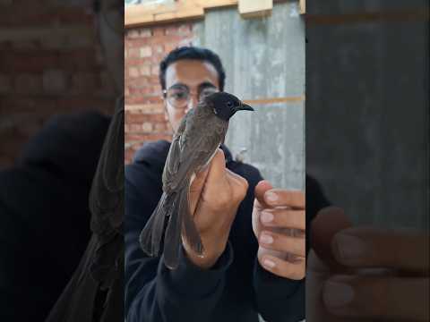 طائر البلبل الشائع 