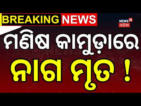 ମଣିଷ କାମୁଡ଼ାରେ ନାଗ ମୃତ ! Man Bites Cobra Snake | Jharsuguda | Odia News | Cobra Snake | Snake