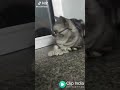 Funny videos of cats