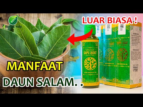 Manfaat Luar Biasa Minyak Daun Salam Untuk Kesehatan || Minyak Sapu Jagat Alami-Obat Asam Urat