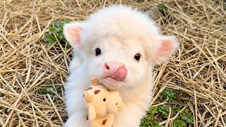 Youll Be Crying With Laughter Watching These Adorable Baby Animals Funniest Animal Videos Ever