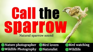 How to call the house sparrow or birds using mobile with natural sparrow sound