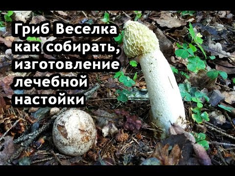 Как приготовить лекарство из веселки в домашних условиях