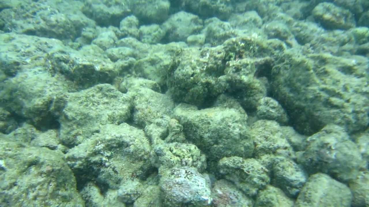 Snorkeling What is Visibility? YouTube
